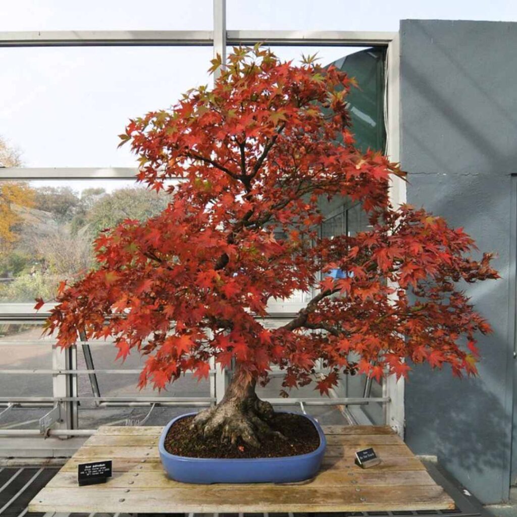 japanese maple bonsai care