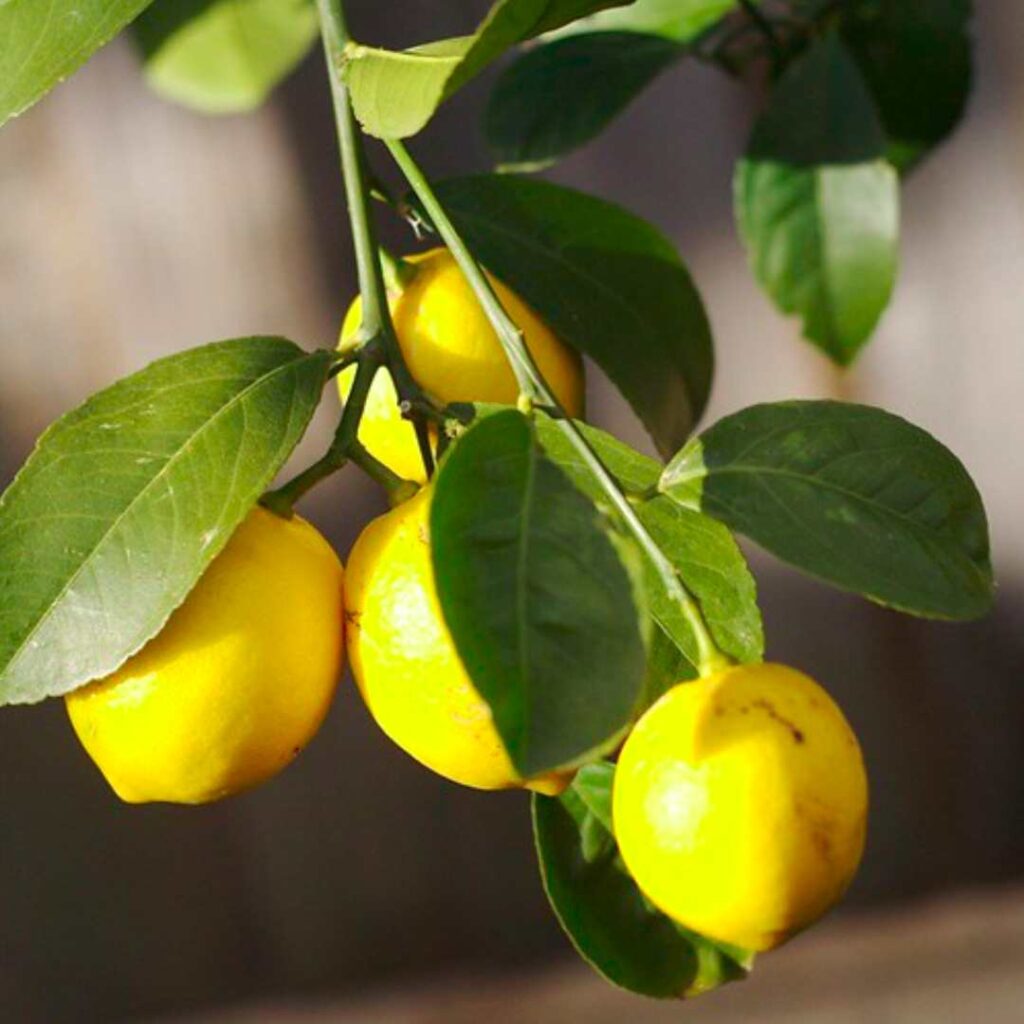 lemon tree bonsai