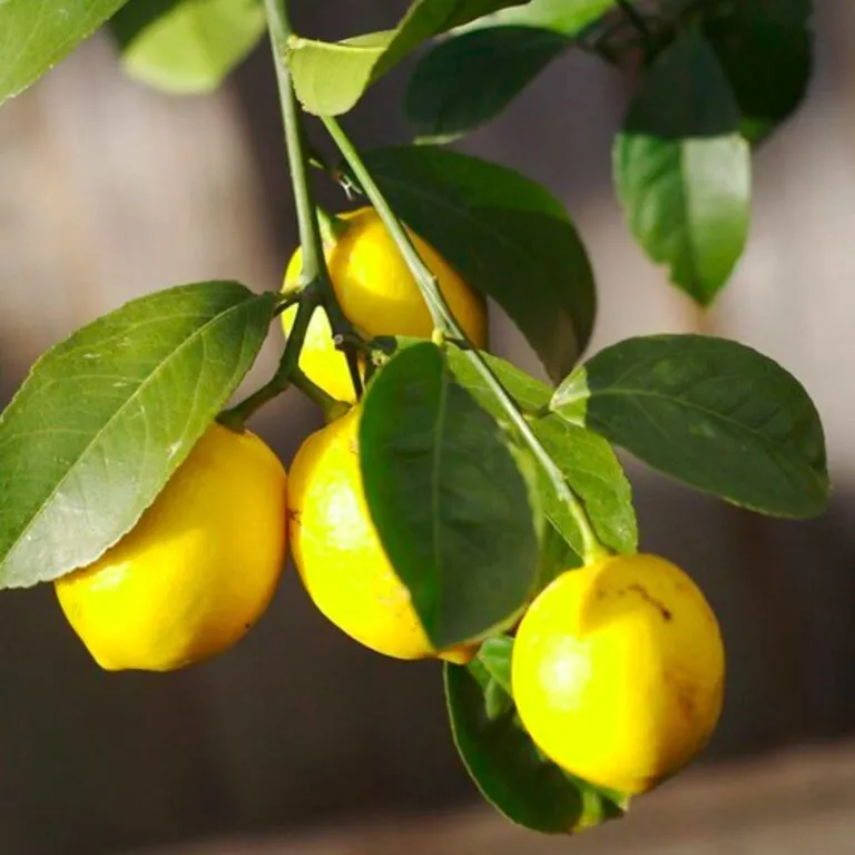 lemon bonsai tree care