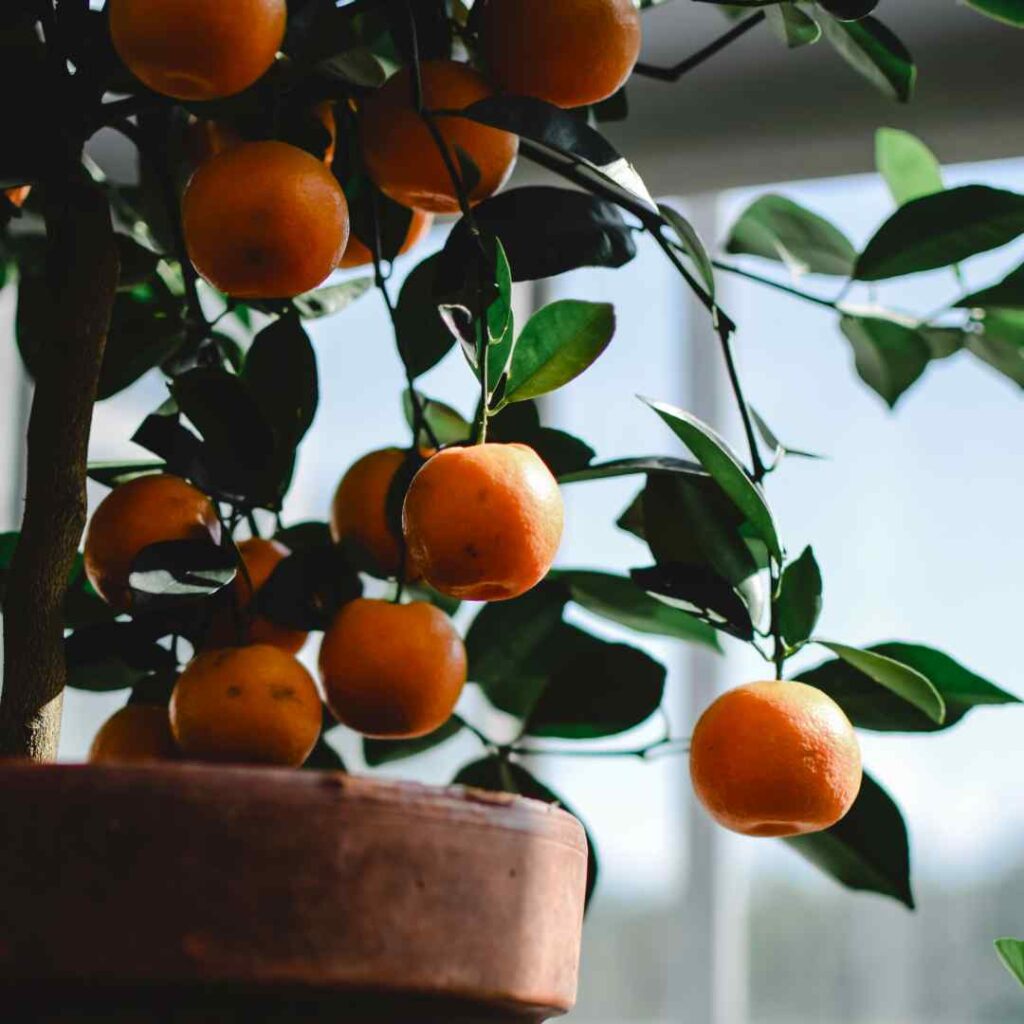 orange bonsai tree