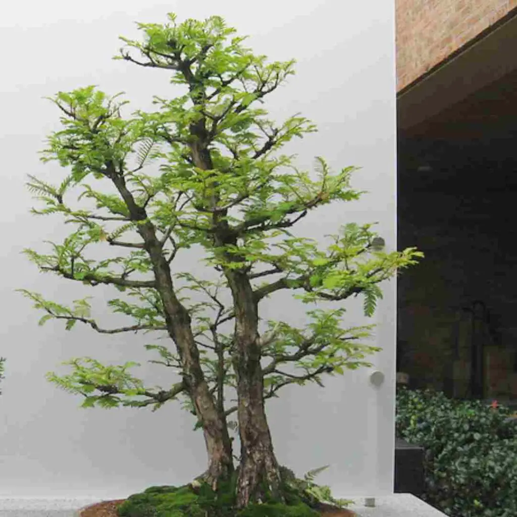 dawn redwood bonsai tree care