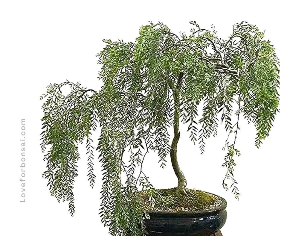 weeping willow bonsai care guide