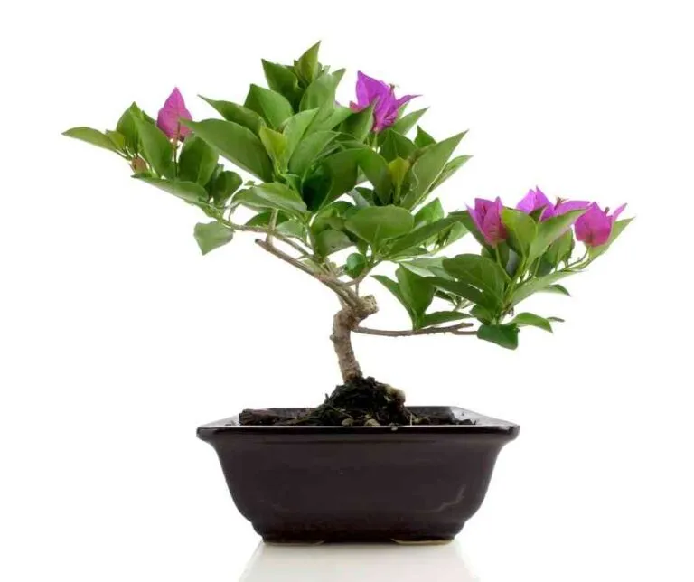 Bougainvillea Bonsai Tree care