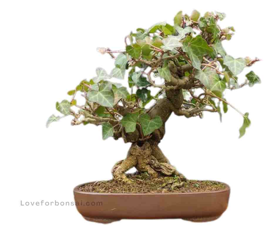 Ivy bonsai care