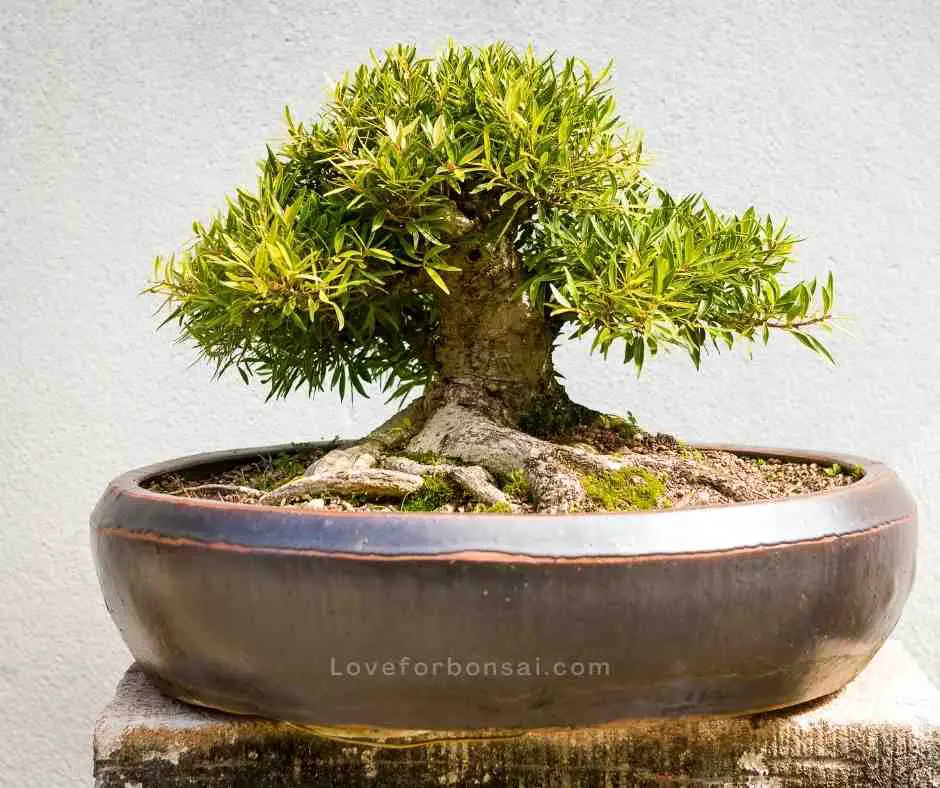 types of ficus bonsai