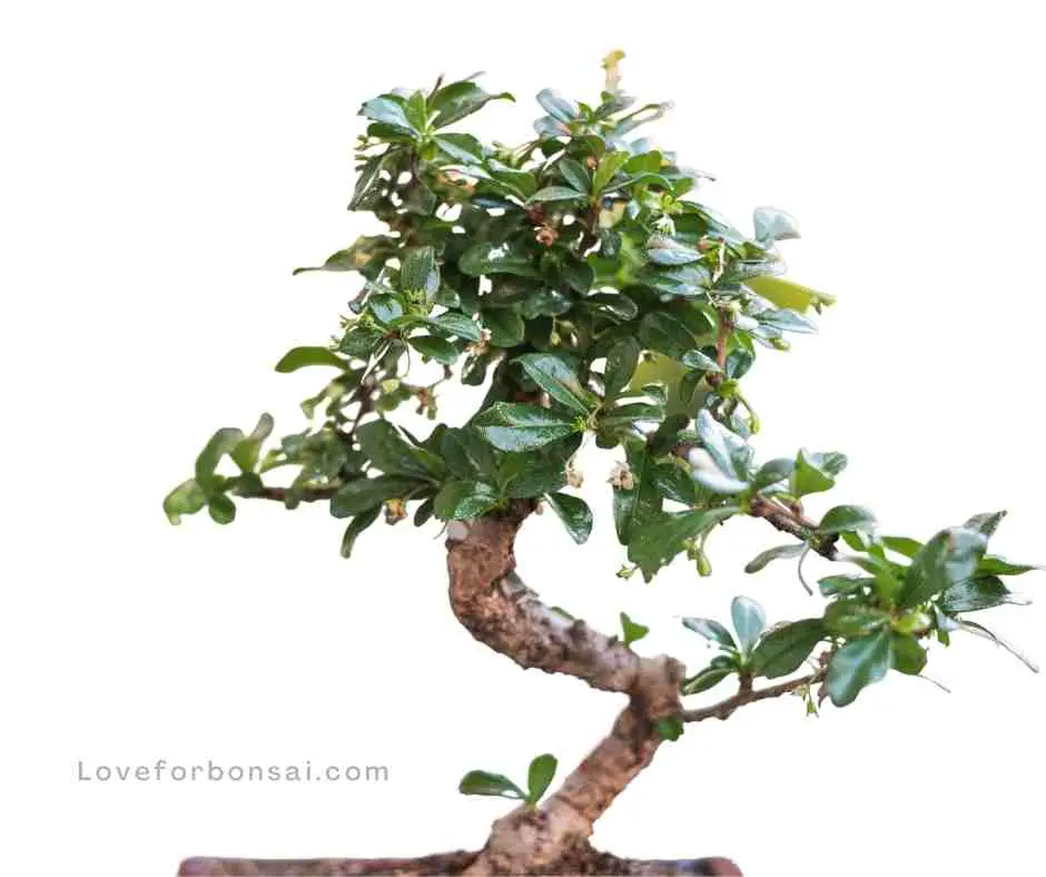fukien tea bonsai care guide
