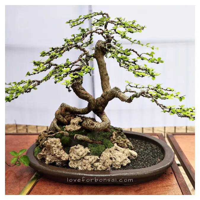 fukien tea bonsai
