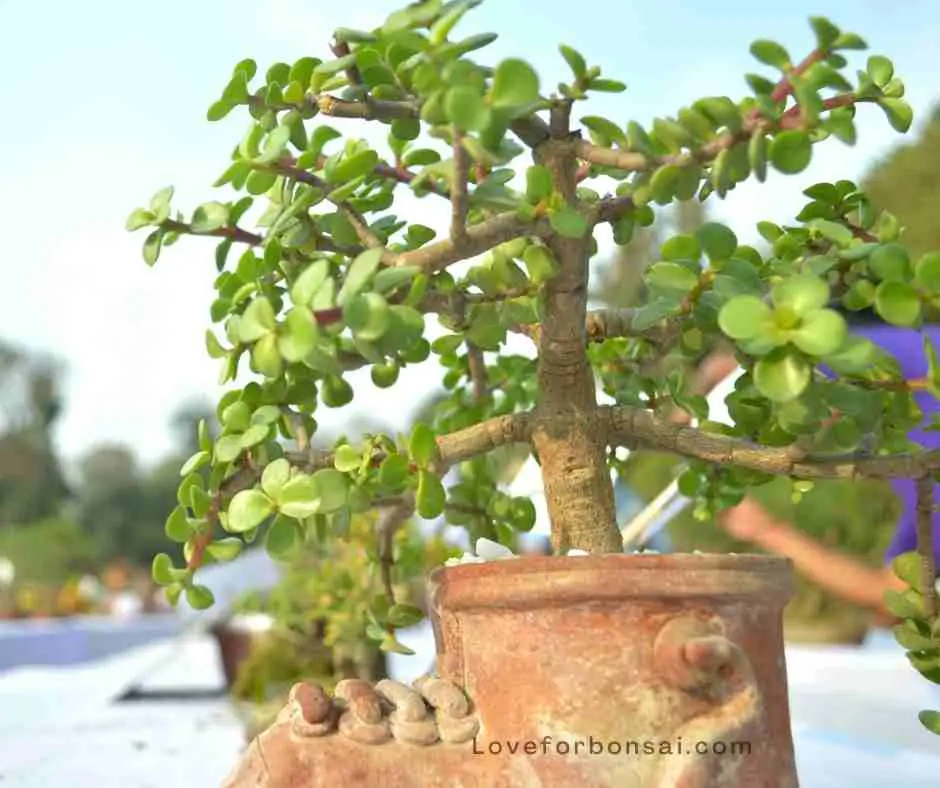 jade bonsai tree care