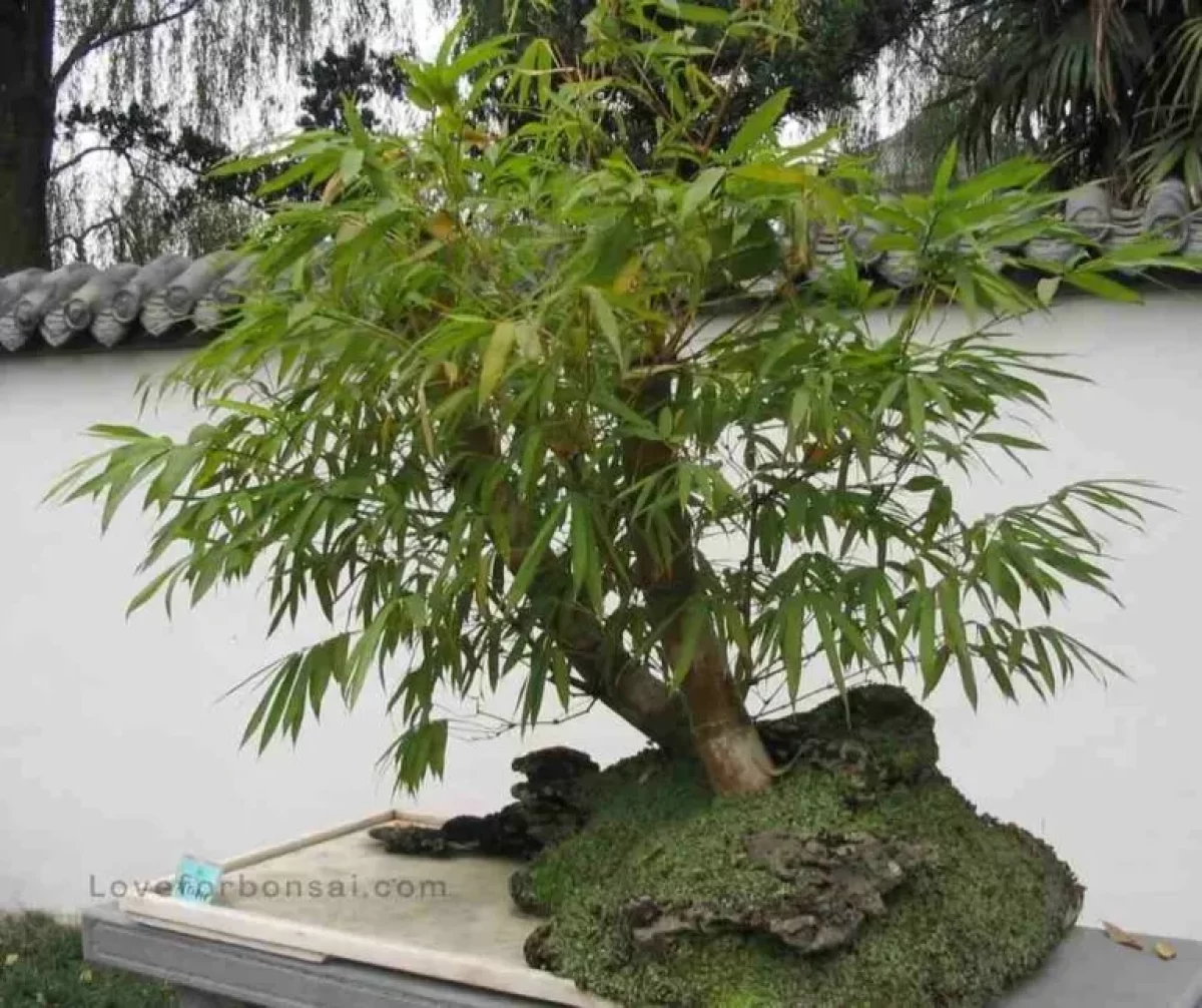 Image of Nandina domestica in a bonsai