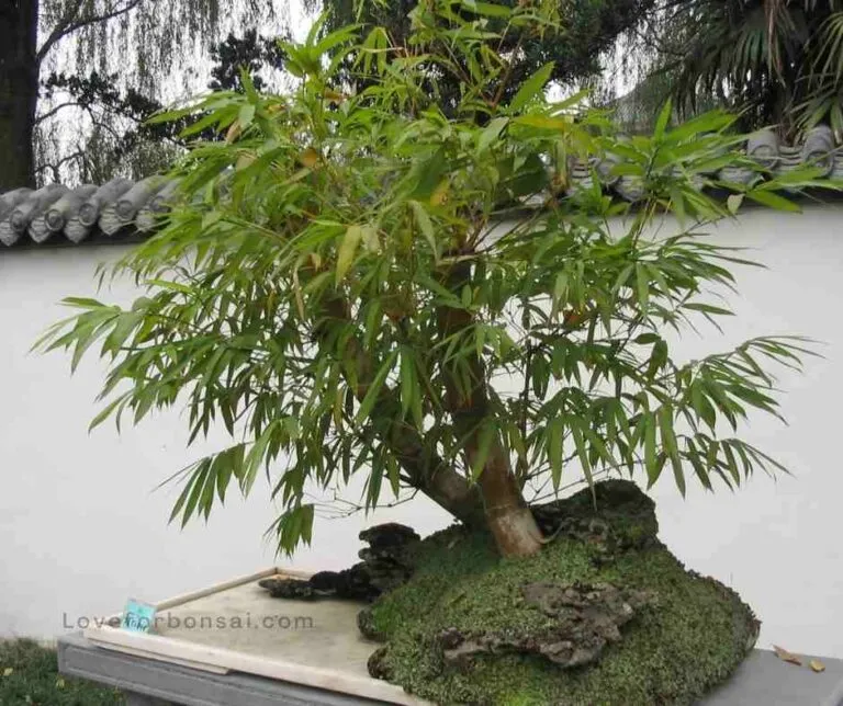 nandina bonsai care