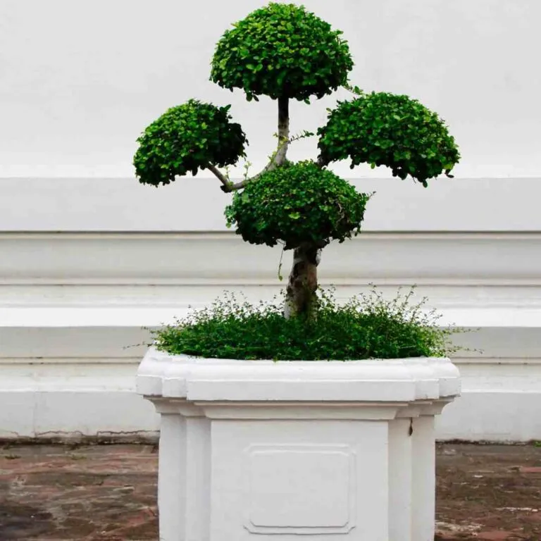 shallow bonsai pots