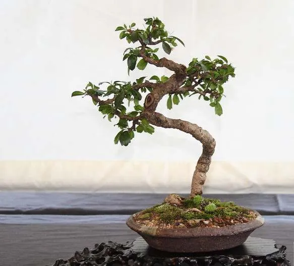 indoor fukien tea bonsai for beginners
