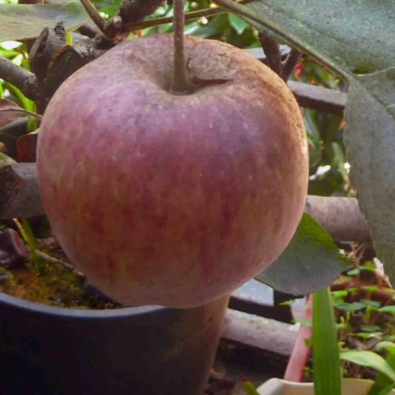 Apple bonsai tree care