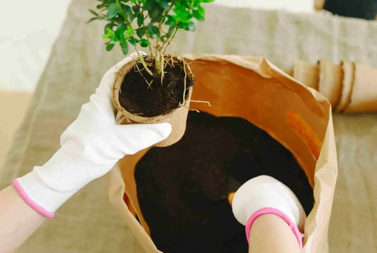 How To Make bonsai soil