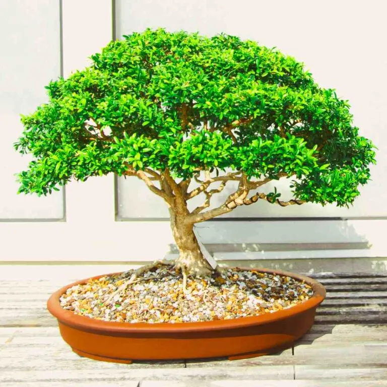 how to make bonsai tree normal tree
