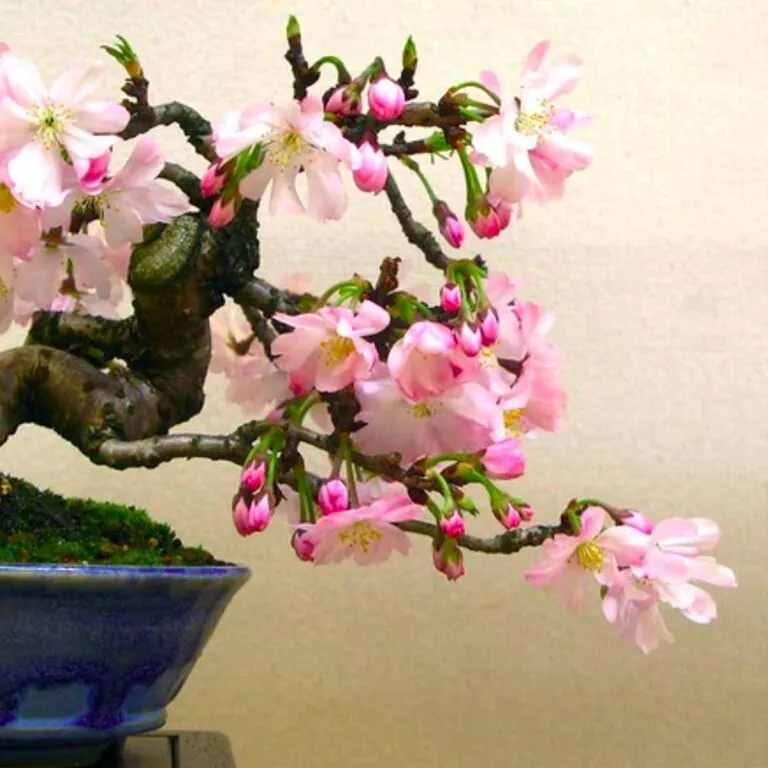 cherry bonsai tree care