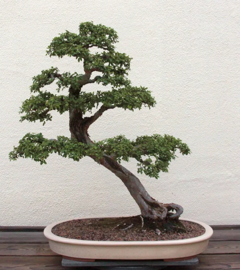 indoor chinese elm bonsai for beginners