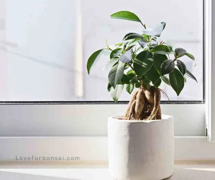 ficus benjamina bonsai tree