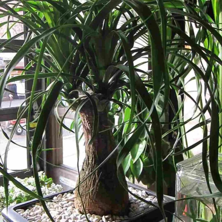 ponytail palm bonsai for beginners