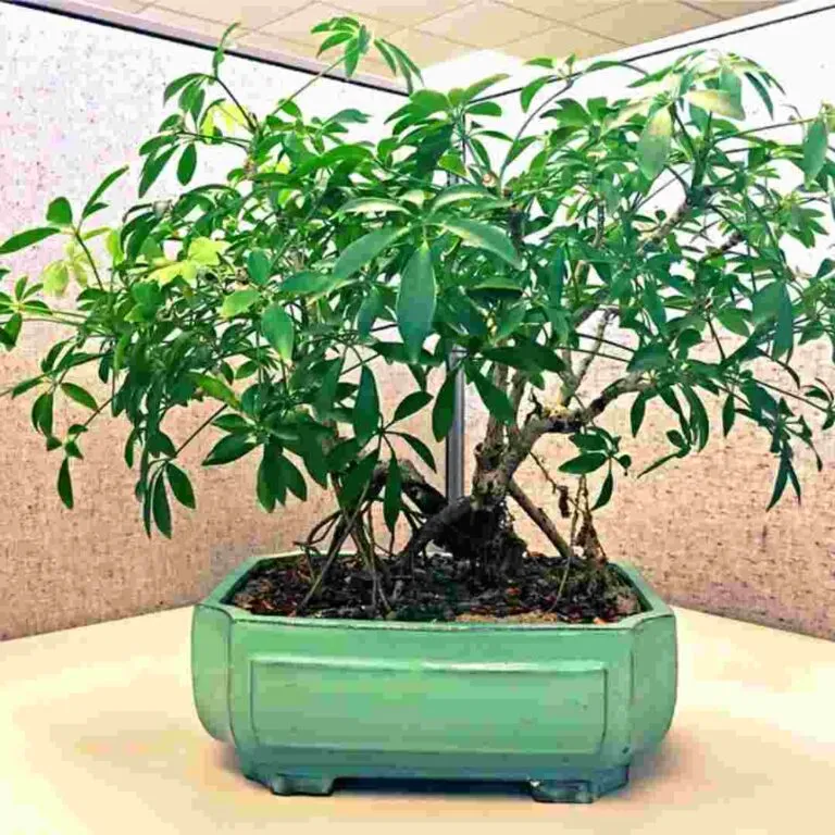 schefflera bonsai for beginners