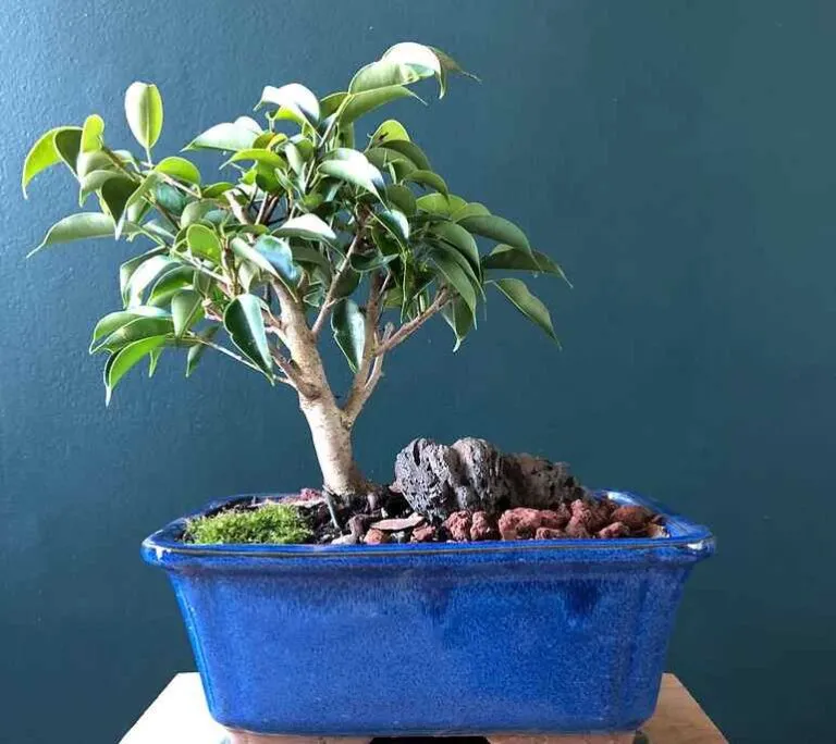 indoor ficus bonsai for beginners