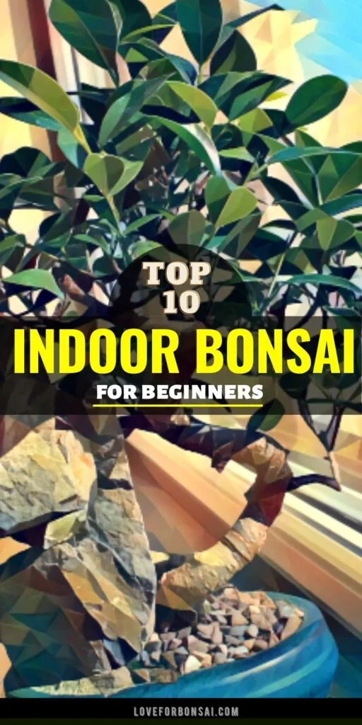 best indoor bonsai for beginners