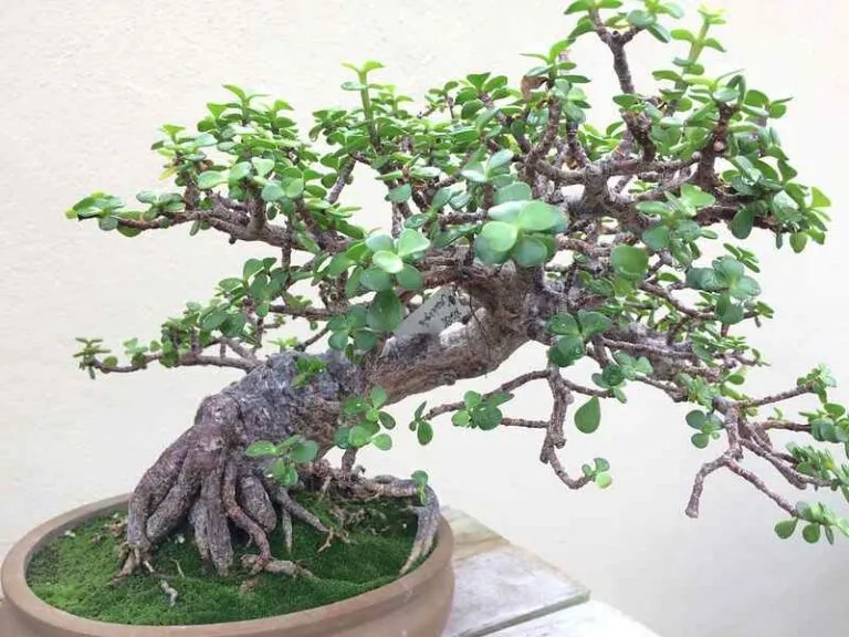 jade bonsai indoor for beginners