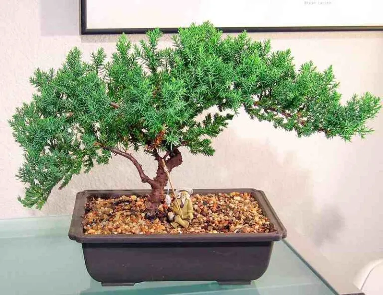 indoor juniper bonsai for beginners