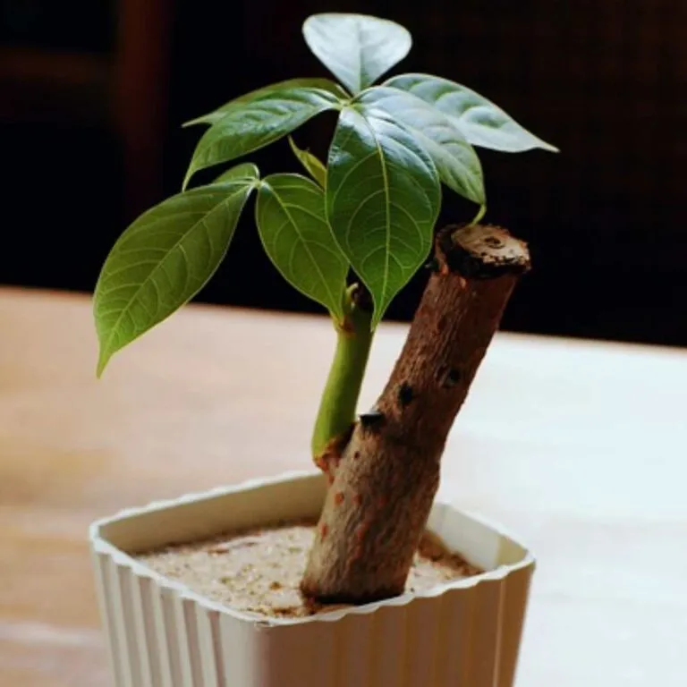 best indoor bonsai for beginners