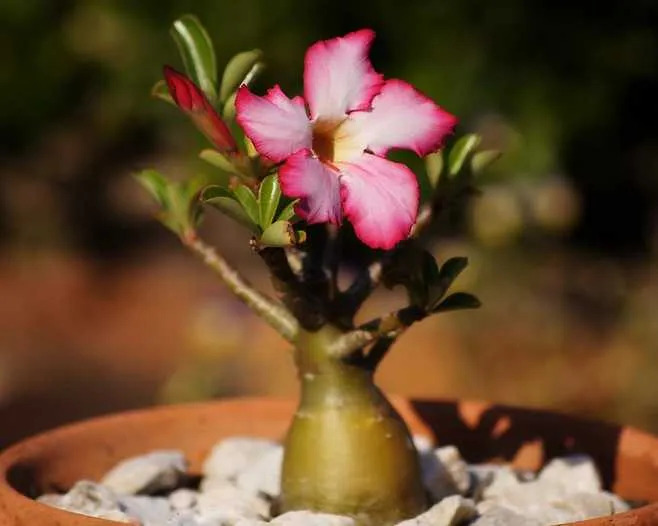 indoor adenium bonsai for beginners