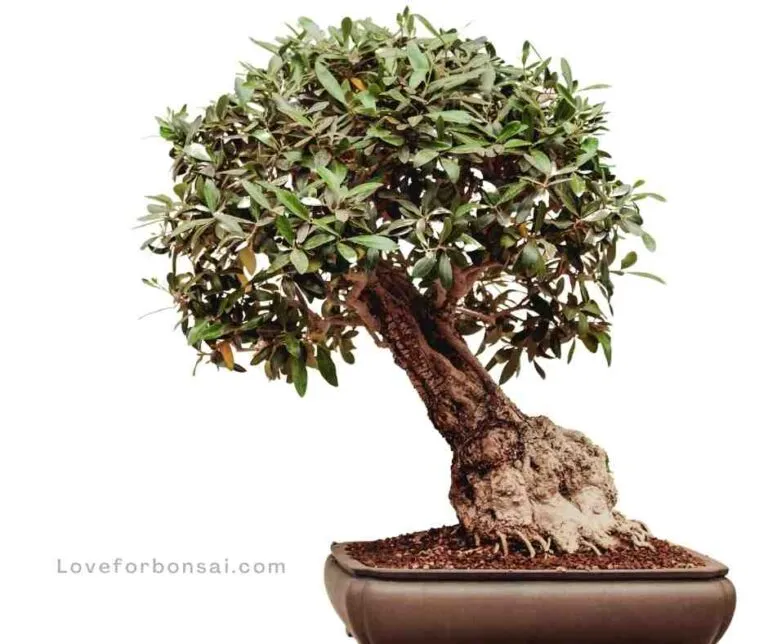 Japanese Holly Bonsai Tree