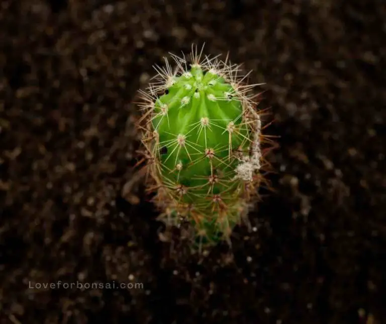 Cactus Soil Good For Growing Bonsai