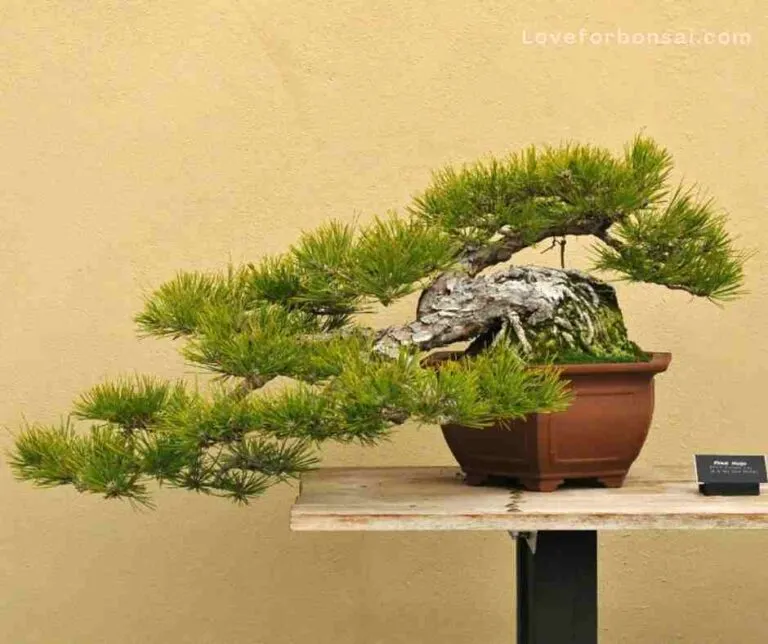 mugo pinus bonsai