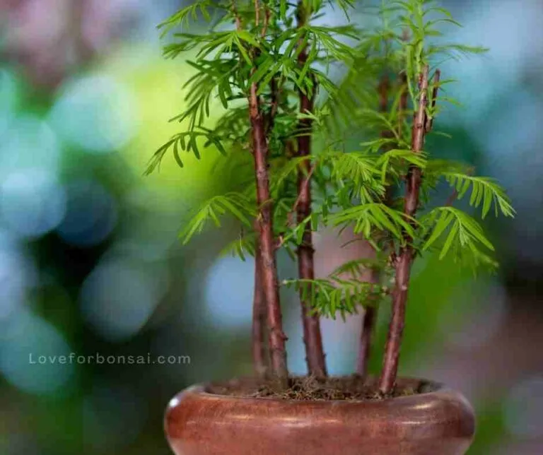 bamboo bonsai care
