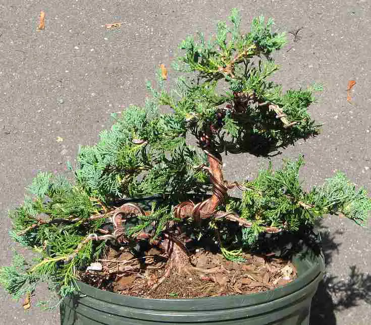 nebari or exposed bonsai roots