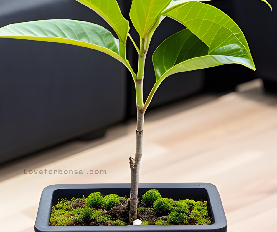 mango bonsai from seeds