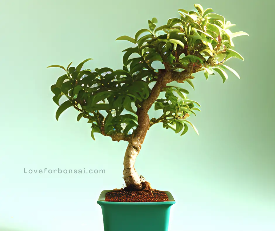 mango bonsai tree care