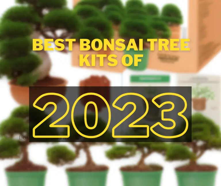 Best Bonsai Tree Kits of 2023 An Ultimate Guide for Beginners Love