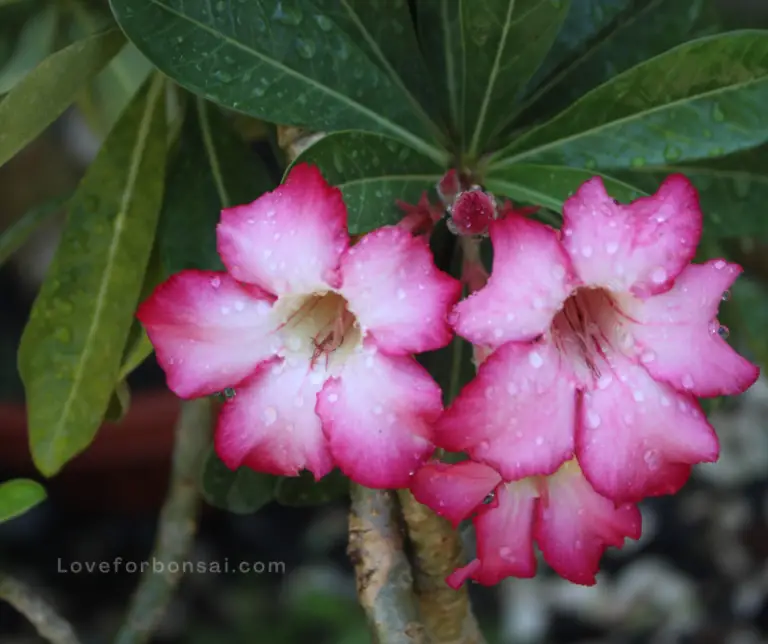 Desert Rose Plant Bonsai How to Grow and Care for Your Own Little