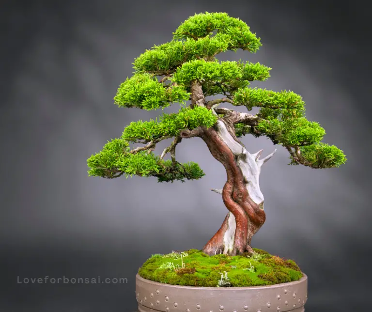Why Do Juniper Trees Smell Like Cat Pee? How to Prevent it From