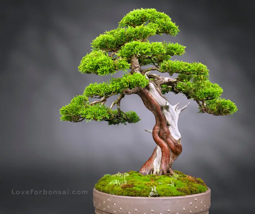 juniper bonsai smels like cat pee
