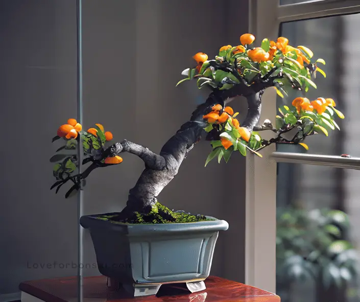 loquat bonsai care