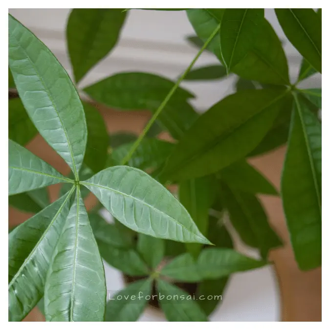 money plant bonsai propagation