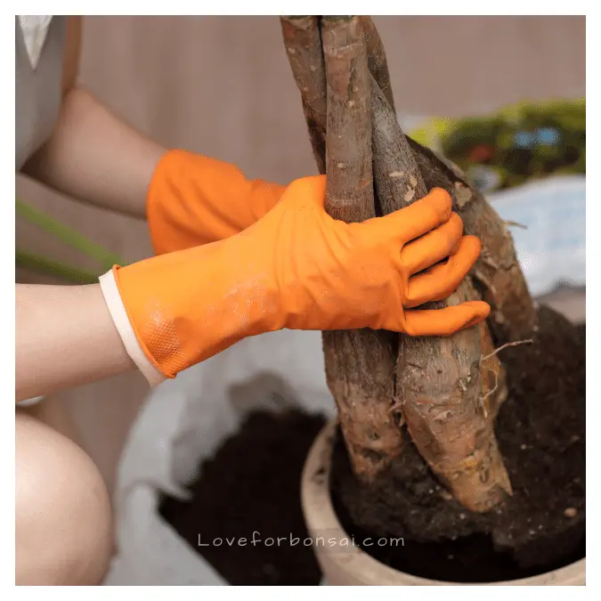 how to repot money tree bonsai