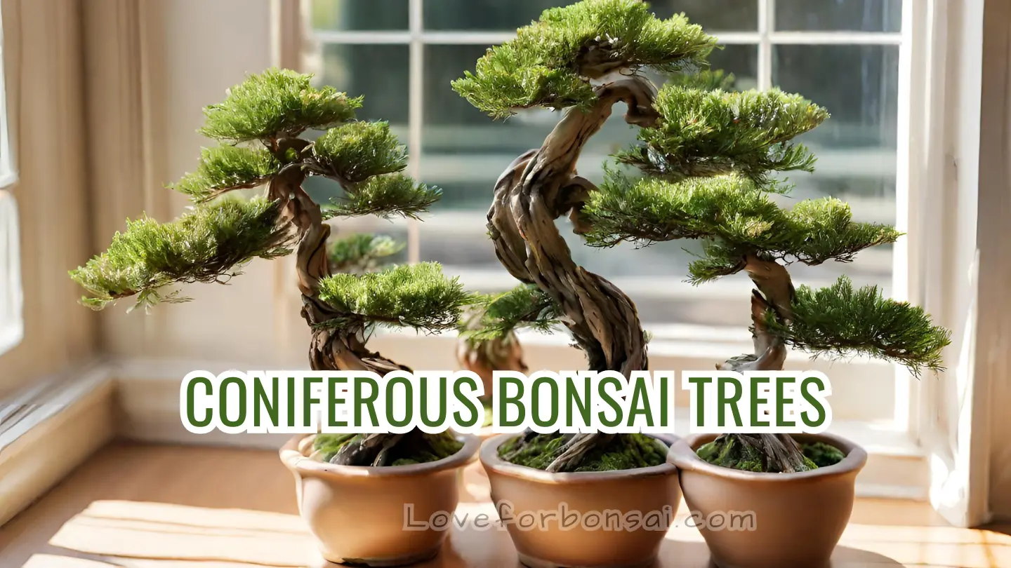 coniferous tree bonsai guide