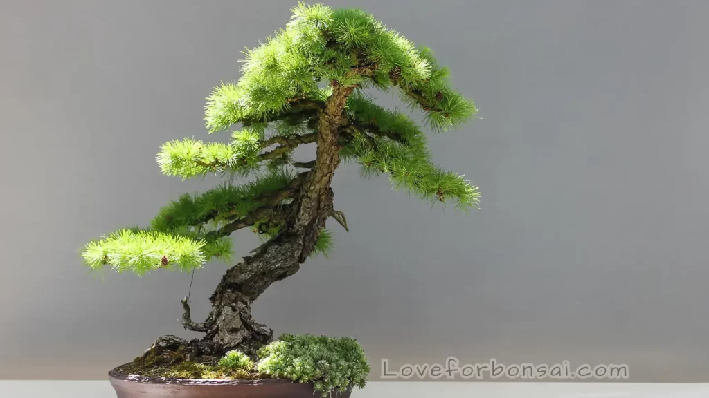caring coniferous bonsai trees