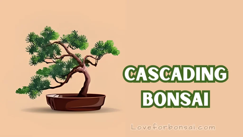 coniferous bonsai trees Cascade Style