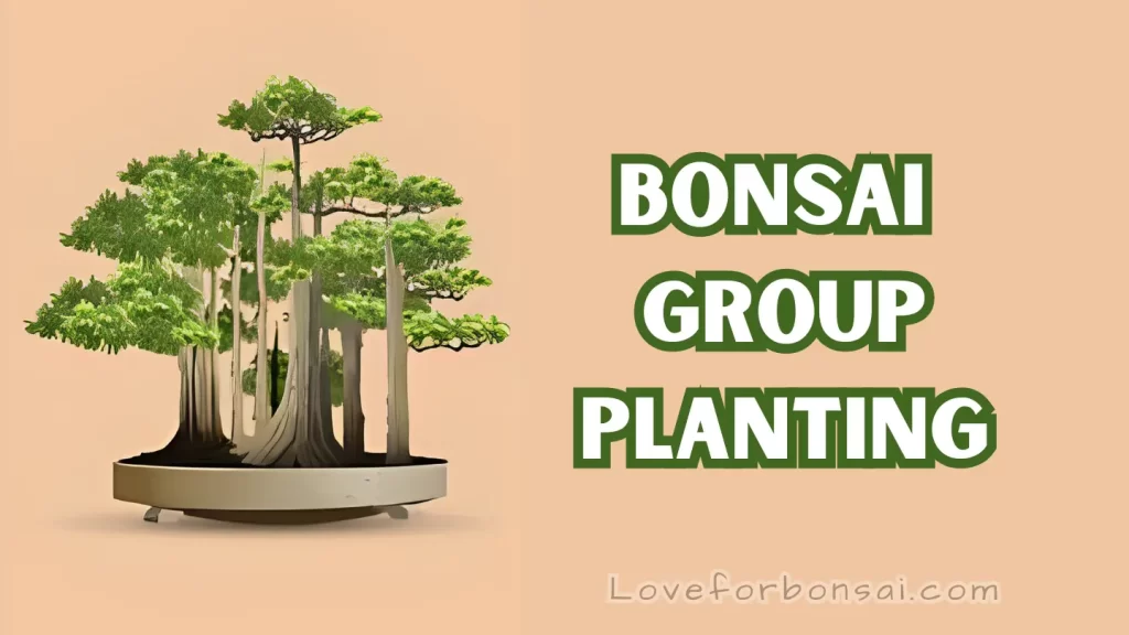 coniferous bonsai trees group planting