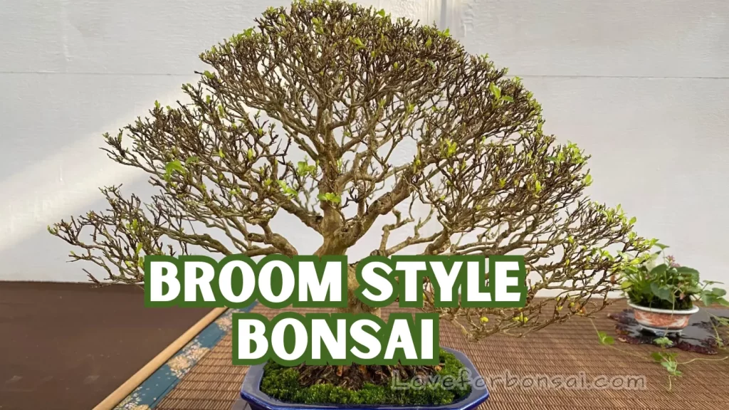 coniferous bonsai trees broom Style