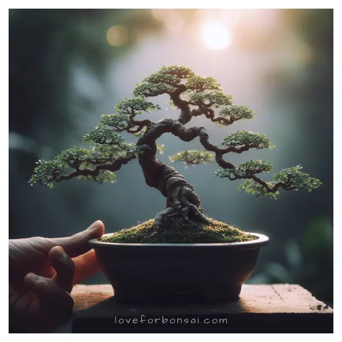 Chinese elm bonsai care